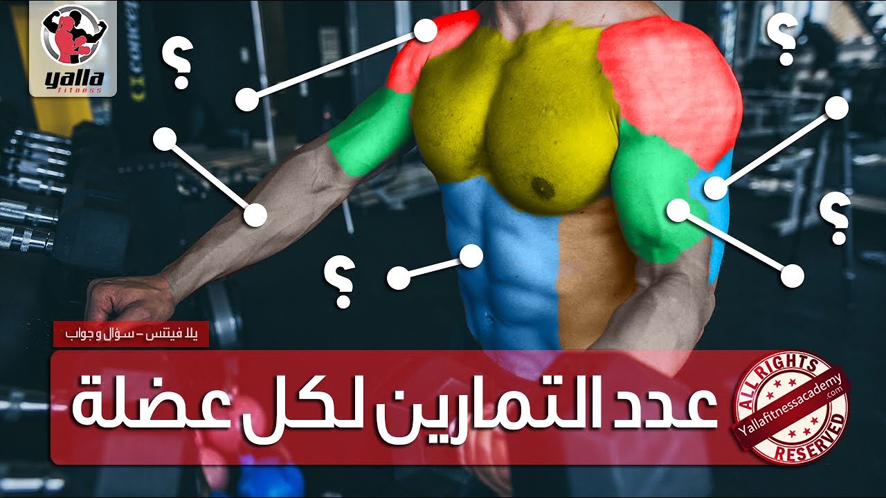 كم عدد المجموعات في التمارين لكل عضلة؟
