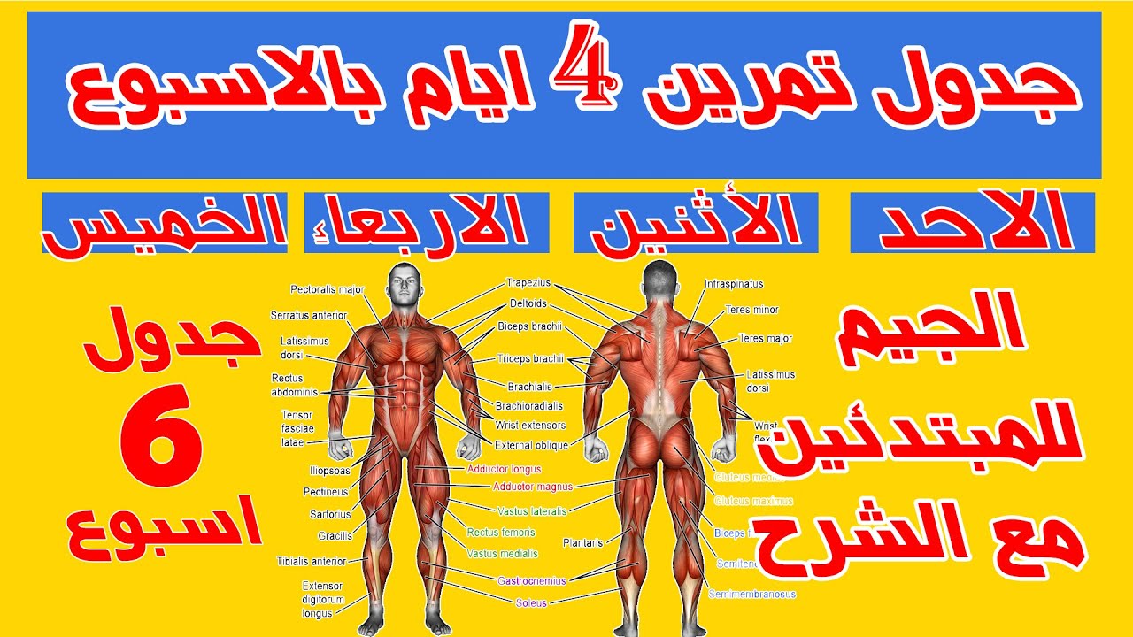 كيف اعمل جدول تمارين في الجيم؟